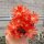 Rebutia sp.n. Heg 033b