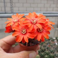 Rebutia sp.n. Heg 053