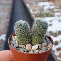 Rebutia teresae KK 1965