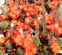 Rebutia senilis v. RW 063