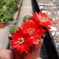 Rebutia sp.n. Zapatocare Heg