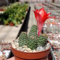 Rebutia sp.n. Zapatocare Heg
