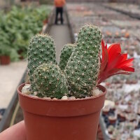 Rebutia sp.n. Zapatocare Heg