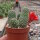 Rebutia sp.n. Zapatocare Heg