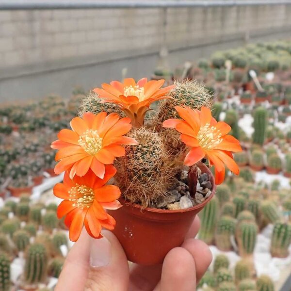 Rebutia spec. Heger 041/86