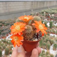 Rebutia spec. Heger 041/86