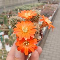 Rebutia spec. Heger 041/86