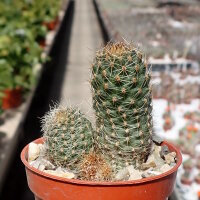 Rebutia spec. Heger 041/86