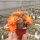 Rebutia spec. Heger 041/86