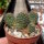 Rebutia spec. Heger 041/86