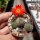 Rebutia spec. Heger 041/86