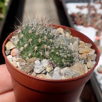 Rebutia spec. WK 843