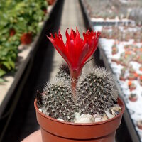 Rebutia spec. de Incahuasi Bolivien