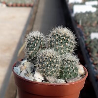 Rebutia spec. de Incahuasi Bolivien
