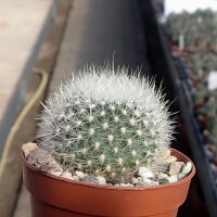 Rebutia spec. Yesera He 029