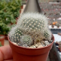 Rebutia spec. Yesera He 029