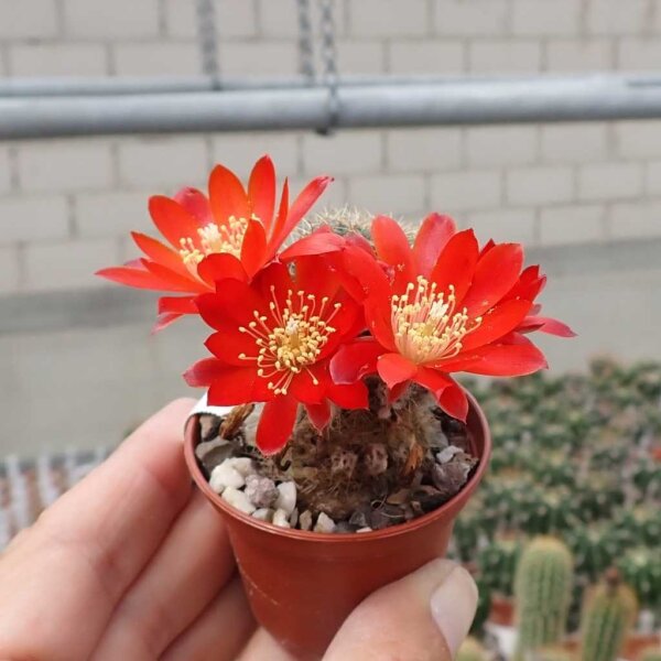 Rebutia spegazziniana (syn. Aylostera)