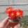 Rebutia spegazziniana (syn. Aylostera)
