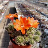 Rebutia spinosissima