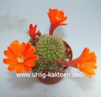 Rebutia spinosissima