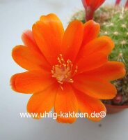 Rebutia spinosissima