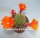 Rebutia spinosissima