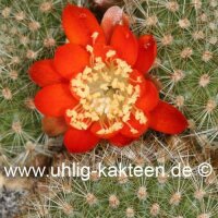 Rebutia spinosissima v. spiniflora FR 762b