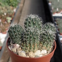 Rebutia steinmannii