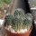 Rebutia steinmannii
