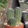 Rebutia steinmannii