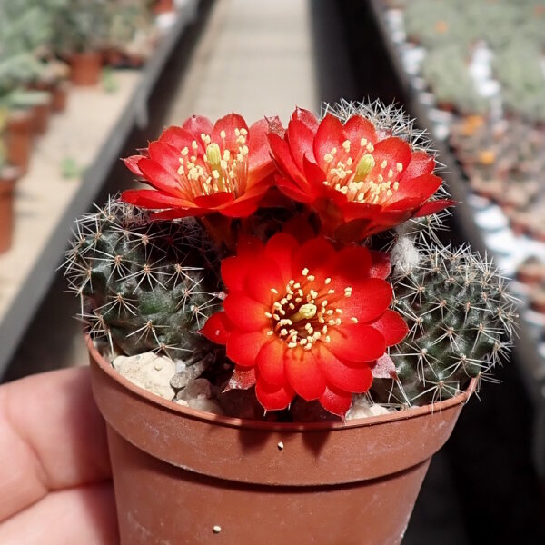 Rebutia steinmannii WK 824