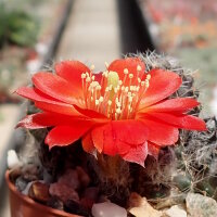 Rebutia steinmannii WK 824