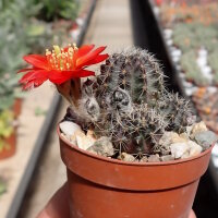 Rebutia steinmannii WK 824