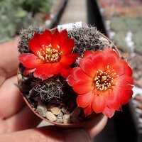 Rebutia steinmannii WK 824