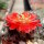 Rebutia steinmannii WK 824