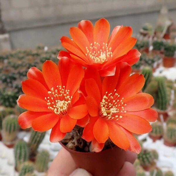 Rebutia steinmannii v. applanata WK 875