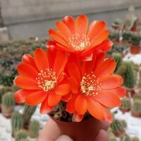 Rebutia steinmannii v. applanata WK 875