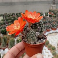 Rebutia steinmannii v. applanata WK 875