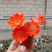 Rebutia steinmannii v. applanata WK 875