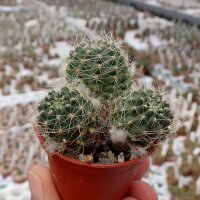 Rebutia steinmannii v. applanata WK 875