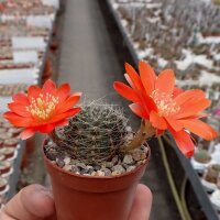 Rebutia steinmannii v. applanata WK 875