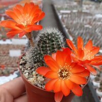 Rebutia steinmannii v. applanata WK 875