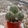 Rebutia steinmannii v. applanata WK 875