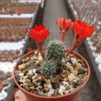 Rebutia steinmannii v. cincinnata WK 1253