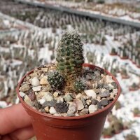 Rebutia steinmannii v. cincinnata WK 1253