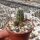 Rebutia steinmannii v. cincinnata WK 1253