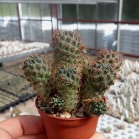 Rebutia malochii aff.