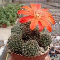 Rebutia tarvitaensis FR 773