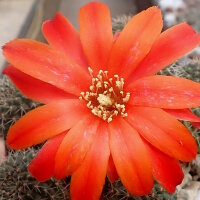 Rebutia tarvitaensis FR 773