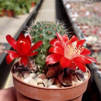 Rebutia tarvitaensis FR 773